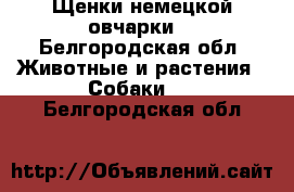 Щенки немецкой овчарки  - Белгородская обл. Животные и растения » Собаки   . Белгородская обл.